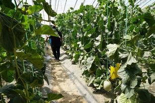 甜瓜大队吃瓜视频,欢乐时光，趣味横生