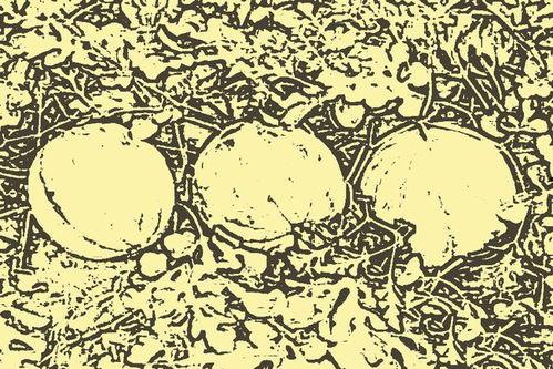 一个吃瓜民间故事视频,揭秘吃瓜群众的民间故事传奇