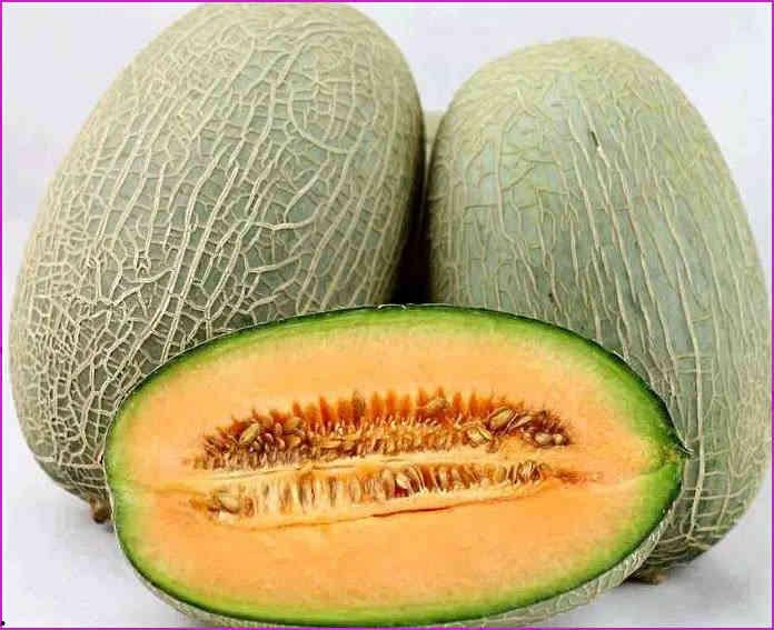 猴哥吃哈密瓜视频,哈密瓜盛宴欢乐时光