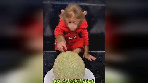 猴哥吃哈密瓜视频,哈密瓜盛宴欢乐时光