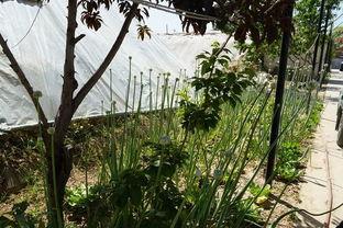 林海吃瓜视频,揭秘娱乐圈幕后故事