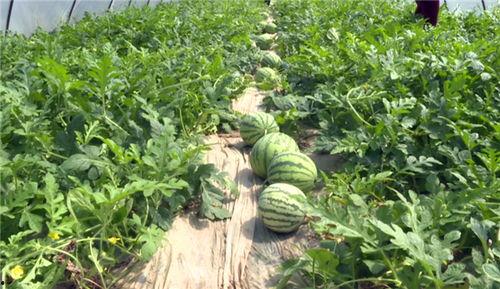 邯郸吃瓜曝光最新消息视频,真相再起波澜