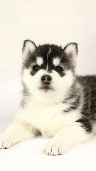 二哈吃龙瓜视频,萌宠美食大作战！