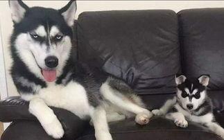 二哈吃龙瓜视频,萌宠美食大作战！