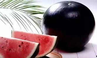 有人捡玫瑰瓜吃吗视频,揭秘玫瑰瓜的神秘魅力与食用之谜