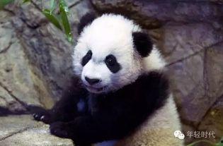 熊猫吃贝贝瓜视频,萌态可掬画面引网友热议