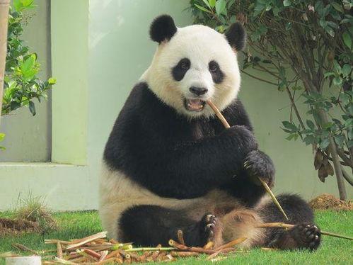 熊猫吃贝贝瓜视频,萌态可掬画面引网友热议