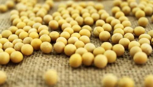 吃瓜大姐和小黄豆视频大全,趣味视频大盘点