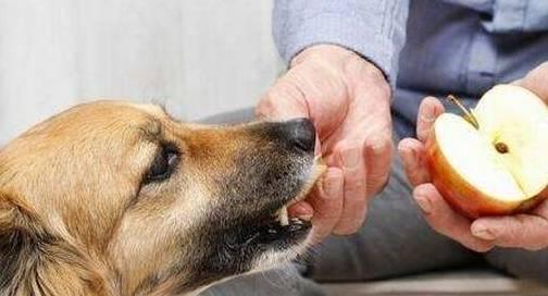 狗狗敢吃瓢瓜吗视频,揭秘狗狗的味蕾极限