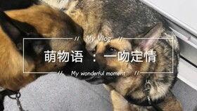警犬吃瓜视频,萌态十足引网友热议