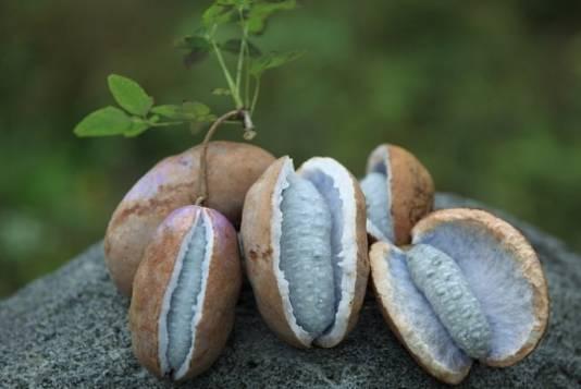 八月瓜吃雪糕视频,雪糕大战清凉一夏