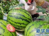 萧县吃瓜新闻最新消息视频,最新视频揭秘事件真相