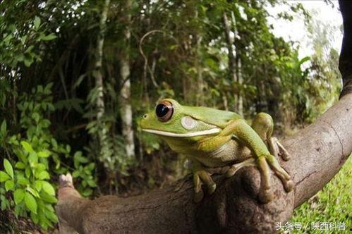 吃瓜蛙原视频,揭秘娱乐圈幕后真相，带你领略明星真实生活