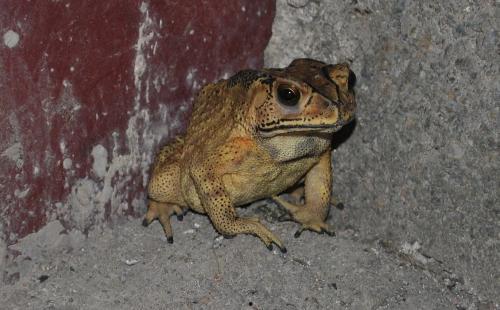 吃瓜蛙原视频,揭秘娱乐圈幕后真相，带你领略明星真实生活