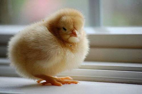 小鸡叫叫吃瓜视频,趣味横生萌态十足