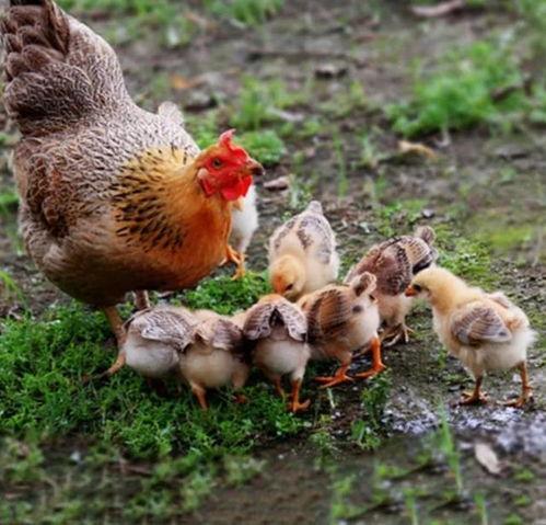 小鸡叫叫吃瓜视频,趣味横生萌态十足