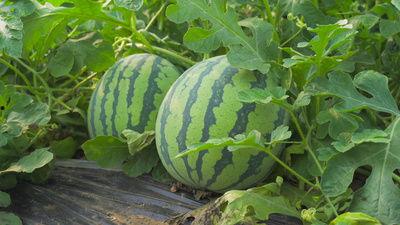 西藏网红吃瓜视频,揭秘当地美食与风土人情