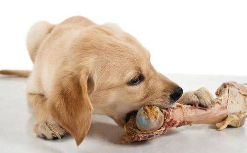 狗吃佛手瓜叶会死吗视频,佛手瓜叶对狗狗致命危害揭秘