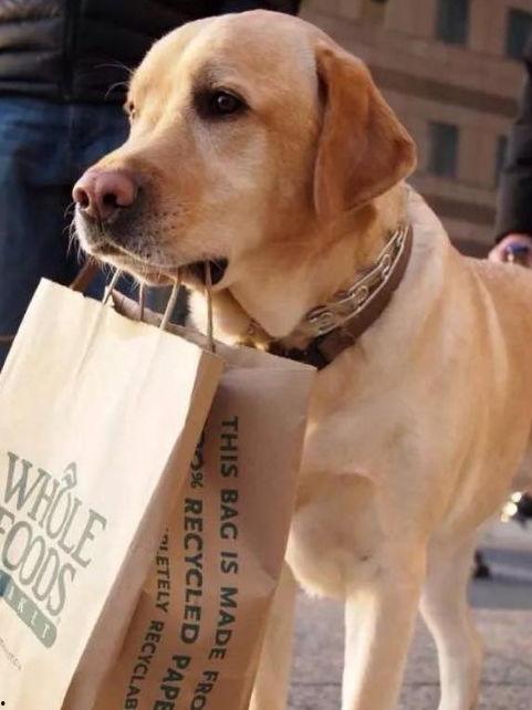 狗吃佛手瓜叶会死吗视频,佛手瓜叶对狗狗致命危害揭秘