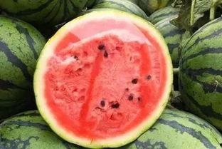 大瓜储存冬天吃会坏吗视频,避免变质，美味过冬