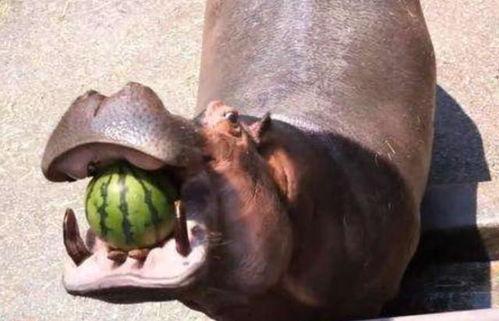 河马吃瓜被砸视频,现场惊险瞬间引网友热议