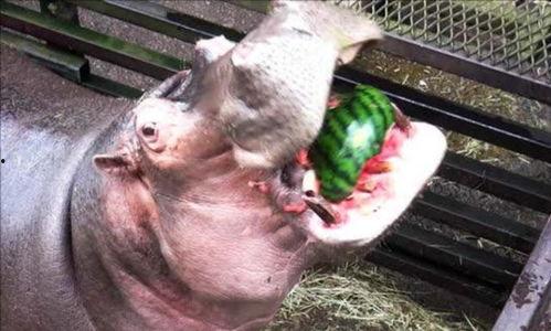 河马吃瓜被砸视频,现场惊险瞬间引网友热议