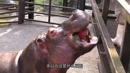 河马吃瓜被砸视频,现场惊险瞬间引网友热议