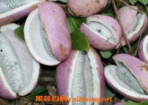 鄂东老男孩吃八月瓜视频,探寻乡村美味记忆