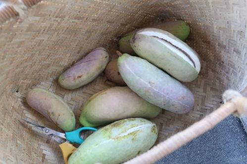 鄂东老男孩吃八月瓜视频,探寻乡村美味记忆