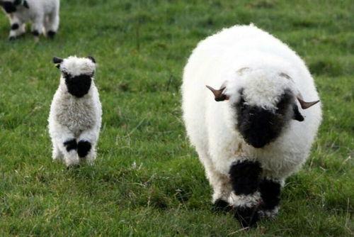 小羊吃瓜事件视频大全集,趣味横生的动物食趣大盘点