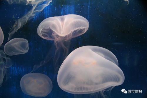 瓜水母吃海月水母的视频,海洋生物间的生存较量