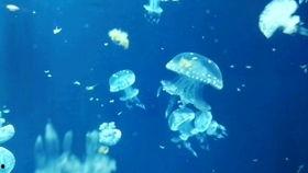 瓜水母吃海月水母的视频,海洋生物间的生存较量