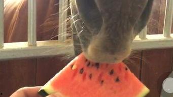 拍吃瓜视频大全,揭秘娱乐圈幕后故事