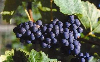 网红吃瓜葡萄视频在线观看,带你领略视觉盛宴