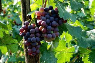 网红吃瓜葡萄视频在线观看,带你领略视觉盛宴