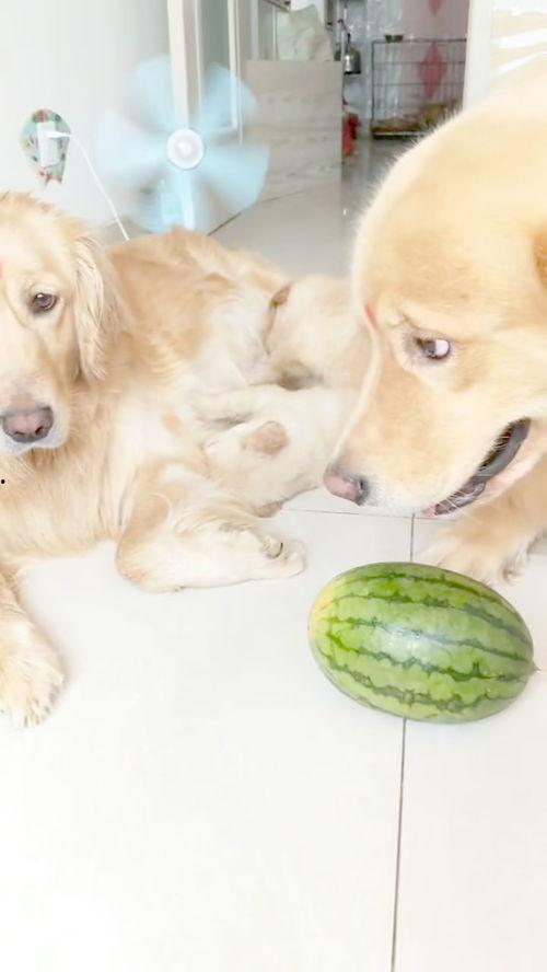 金毛可以吃生小瓜吗视频,金毛犬生小瓜食用安全探讨