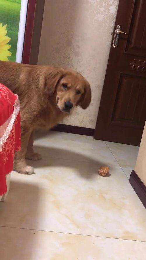 金毛可以吃生小瓜吗视频,金毛犬生小瓜食用安全探讨