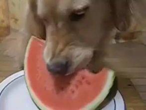 金毛可以吃生小瓜吗视频,金毛犬生小瓜食用安全探讨