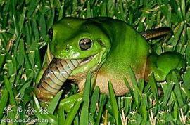 青蛙吃瓜实蝇视频