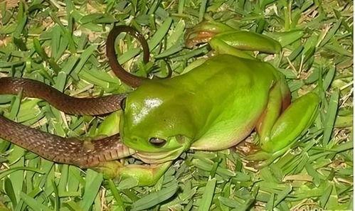 青蛙吃瓜实蝇视频